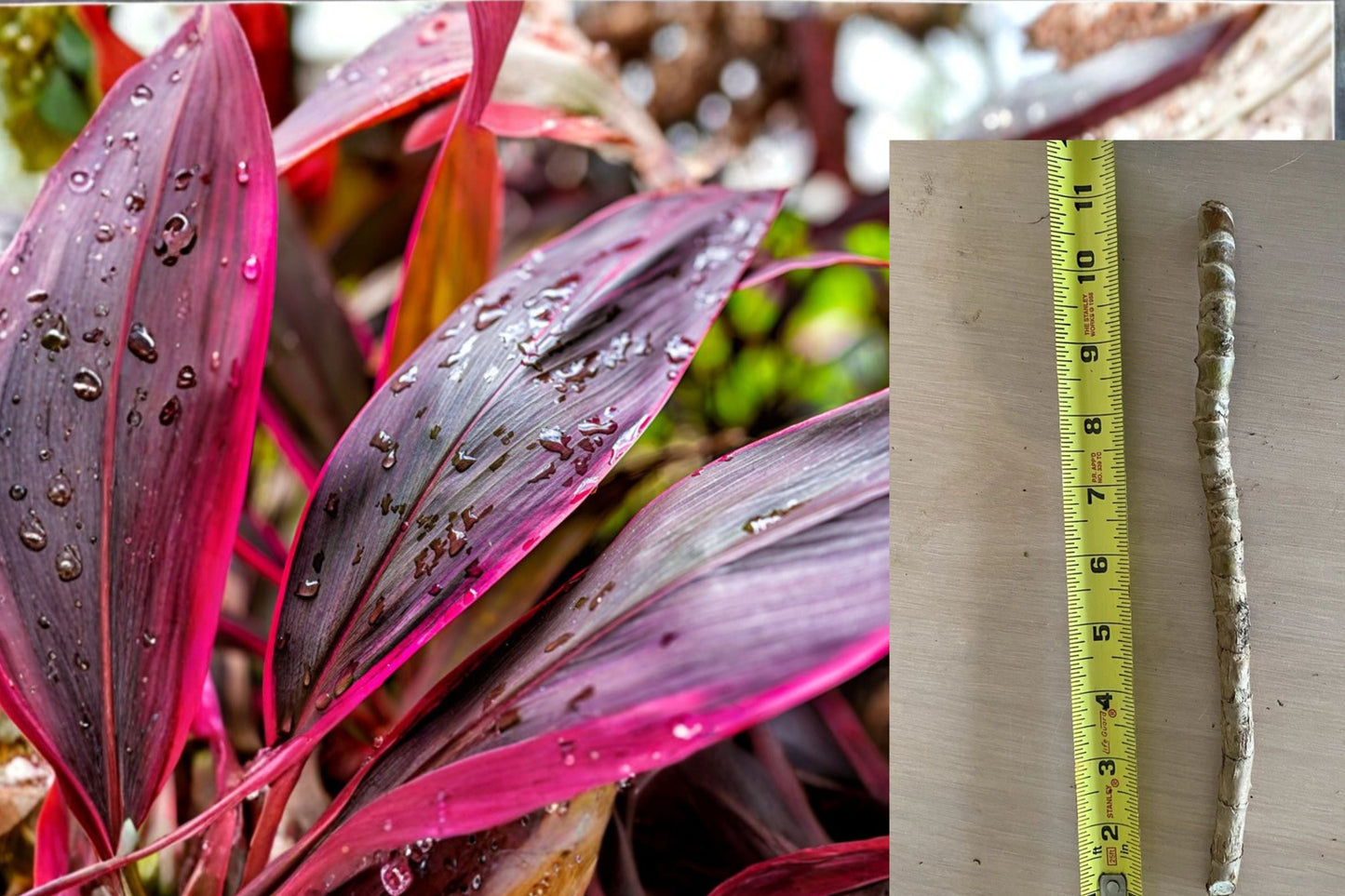Hawaiian Ti Plant Cuttings 8 Pack – Cordyline Fruticosa Pink Purple Tropical Foliage Easy Propagation