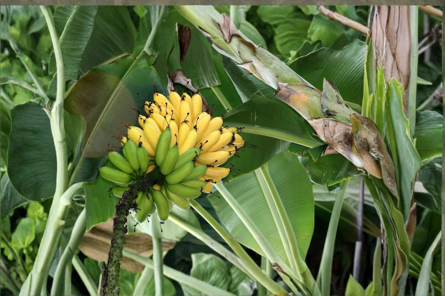 Burro Banana Plant – Hardy Tropical Banana Tree with Sweet Tangy Fruit for Home Gardens & Containers
