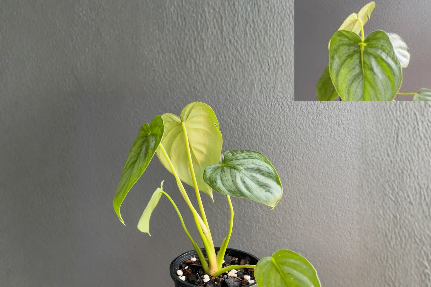 Philodendron Pastazanum Silver Pack of 2 – Rare Silver Leaf Tropical Houseplant with Heart-Shaped Foliage