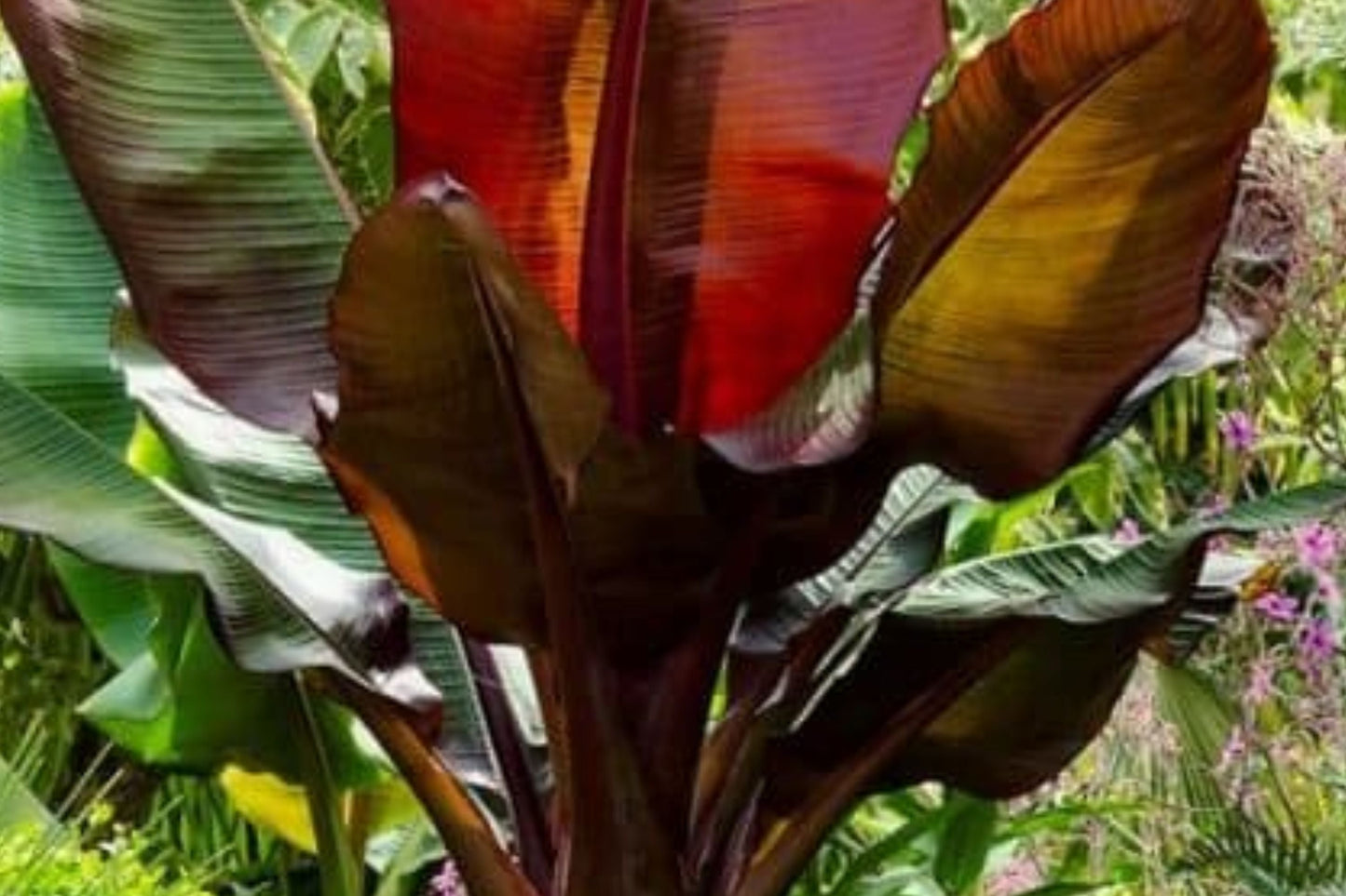 Ensete Maurelii Red Banana Plant – Ornamental Tropical Foliage for Patio & Garden