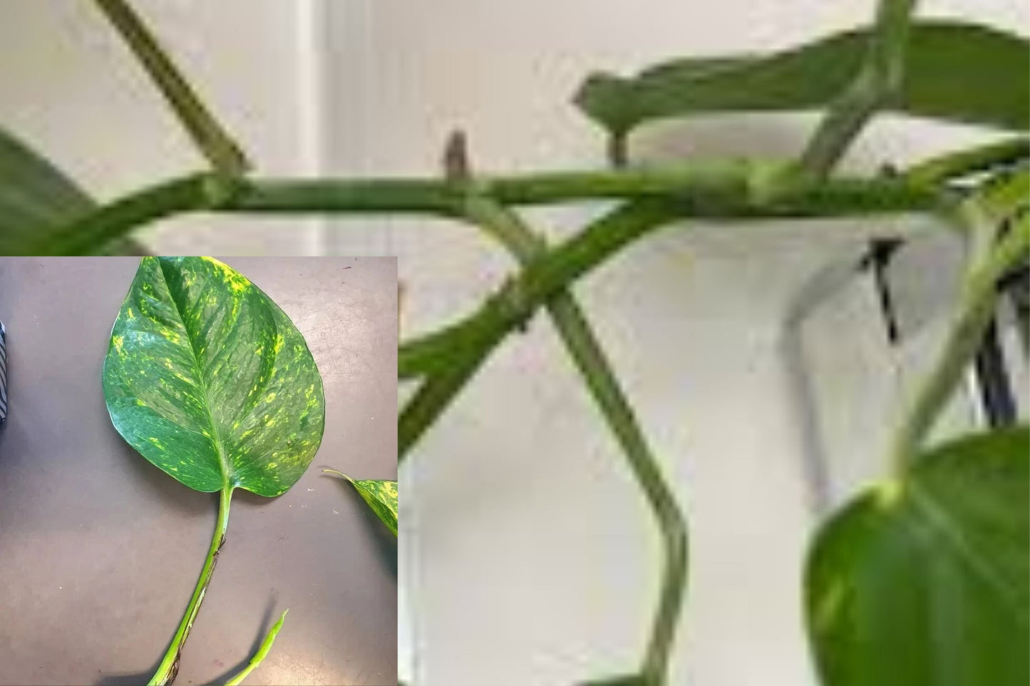 Hawaiian Pothos Cuttings 5 Pack – Rooted Nodes & Aerial Roots for Easy Propagation