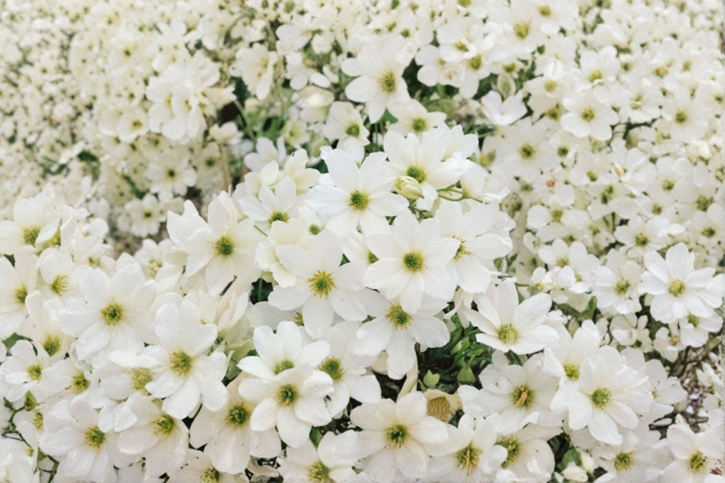 Clematis ‘Early Sensation’ Evergreen Vine with Early Spring White Flowers – 1 Gallon Live Plant