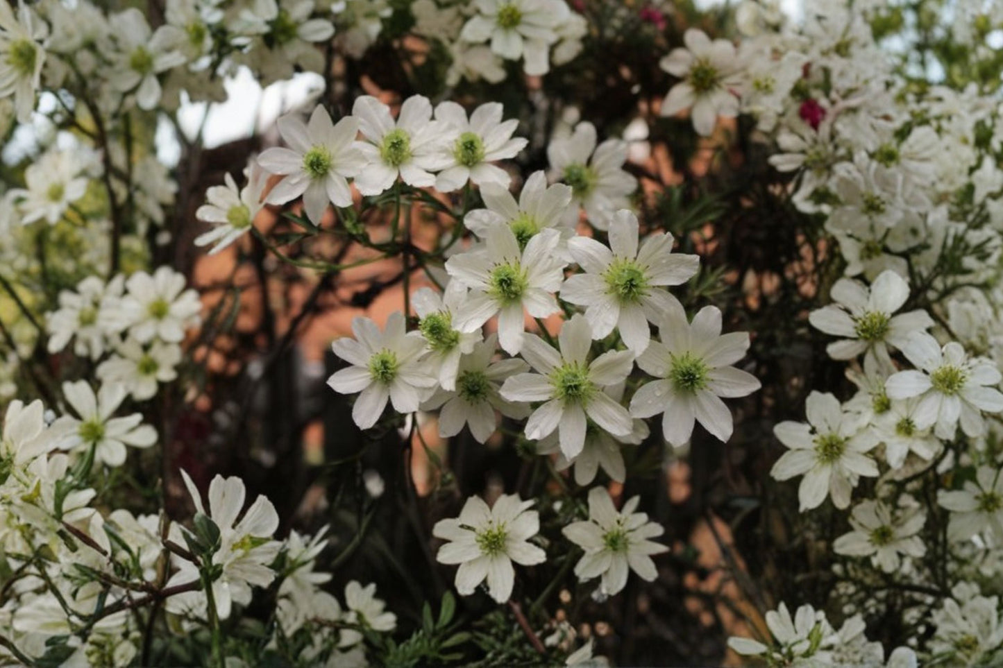 Clematis ‘Early Sensation’ Evergreen Vine with Early Spring White Flowers – 1 Gallon Live Plant