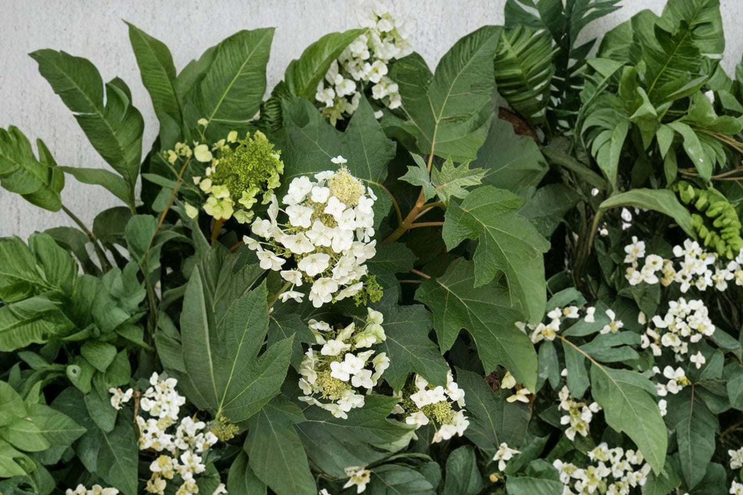 Munchkin Oakleaf Hydrangea - Compact Shade Garden Shrub with White to Pink Blooms - 1 Gallon