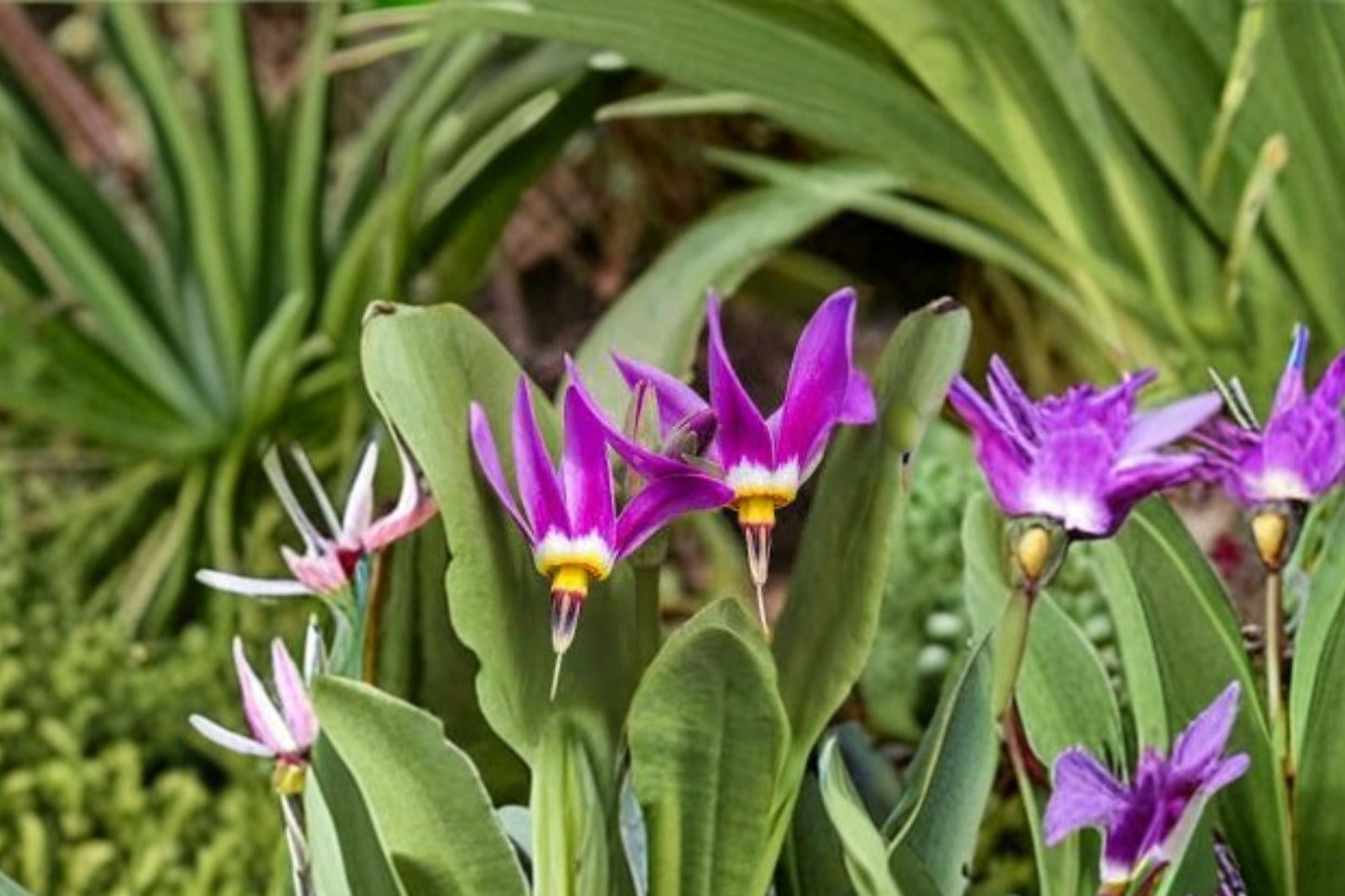 Shooting Star Plant (Dodecatheon pulchellum) – Native Spring Ephemeral Perennial for Shade Gardens