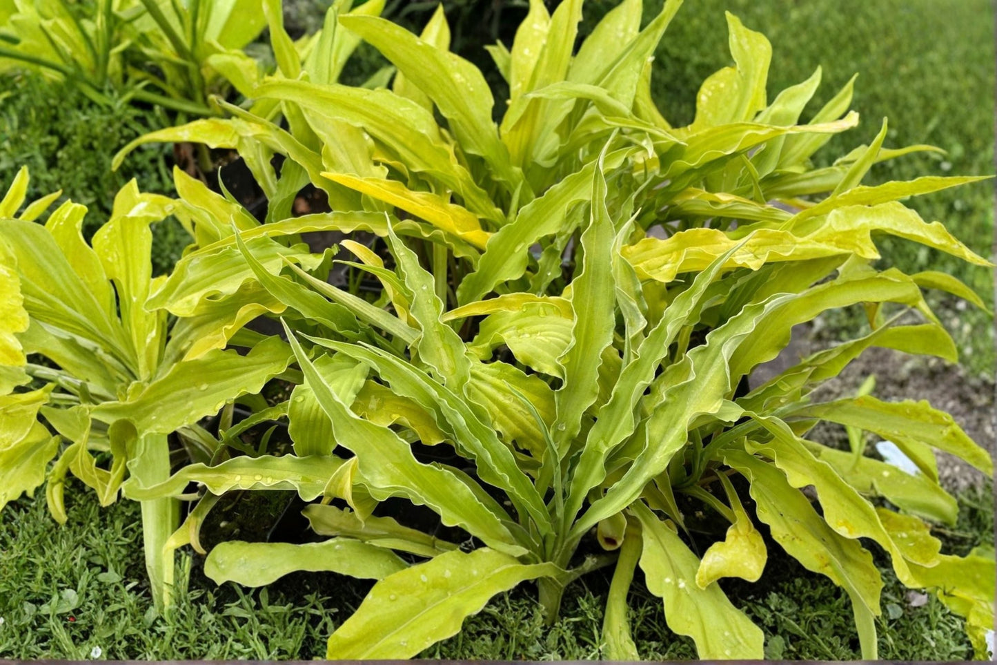 Hosta ‘Curly Fries’ Mini Yellow Hosta with Ruffled Leaves – Shade Perennial Bareroot or Potted