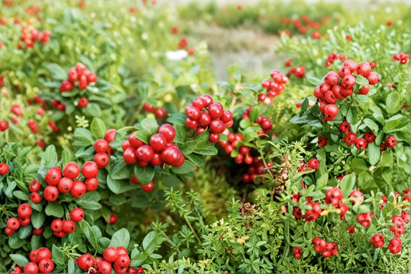 Lingonberry Plant Red Candy - Evergreen Edible Berry Shrub in 4.5” Pot, Cold Hardy Zone 3+