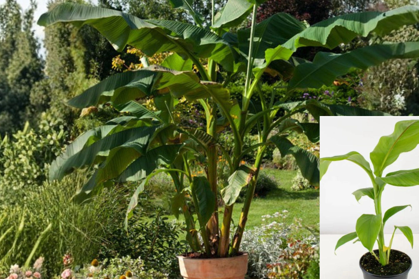 Musa Basjoo Banana Plant – Cold Hardy Tropical Banana Tree for Zone 5 – Fast Growing Outdoor Garden Plant
