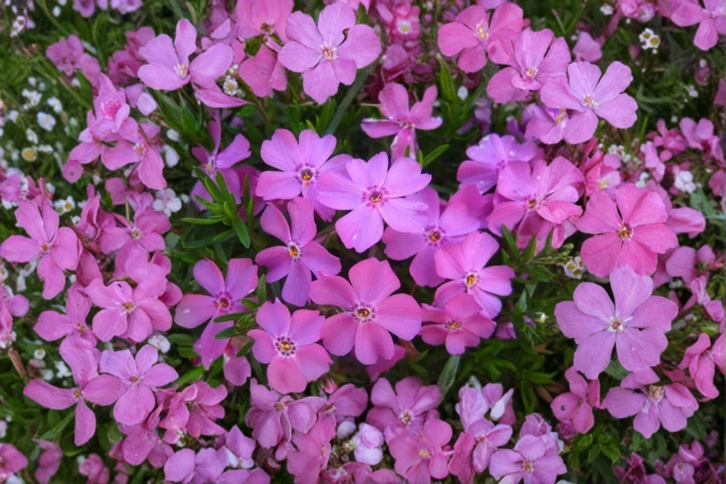 Creeping Phlox ‘Eye Candy’ – Evergreen Ground Cover with Pink Spring Flowers