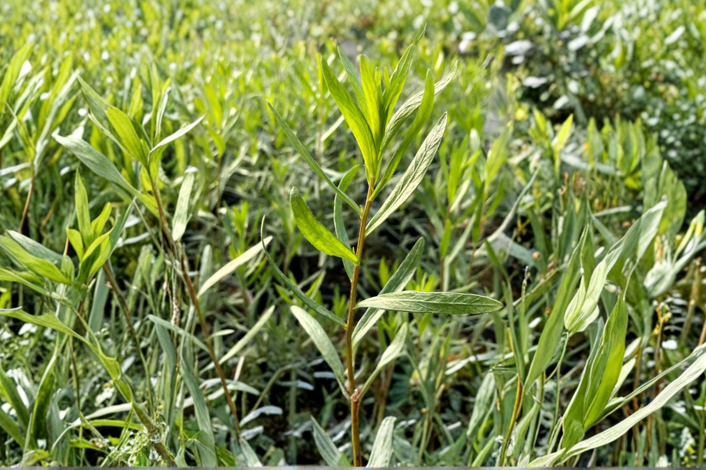 French Tarragon Plant (Artemisia dracunculus ‘Sativa’) – Culinary Herb for Herb Gardens