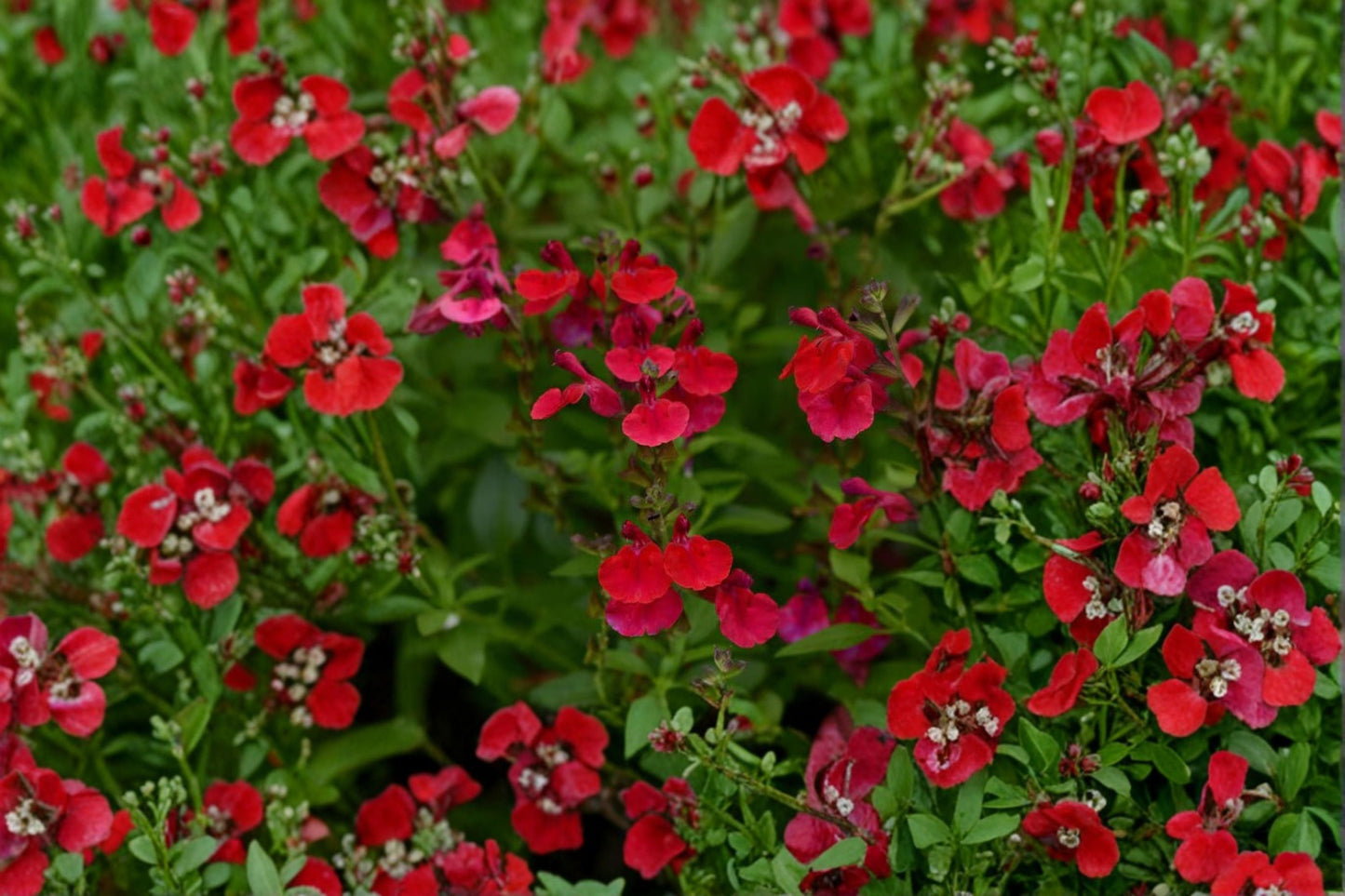 Salvia greggii ‘Mirage Cherry Red’ – Drought Tolerant Red Hummingbird Sage in 4.5” Pot
