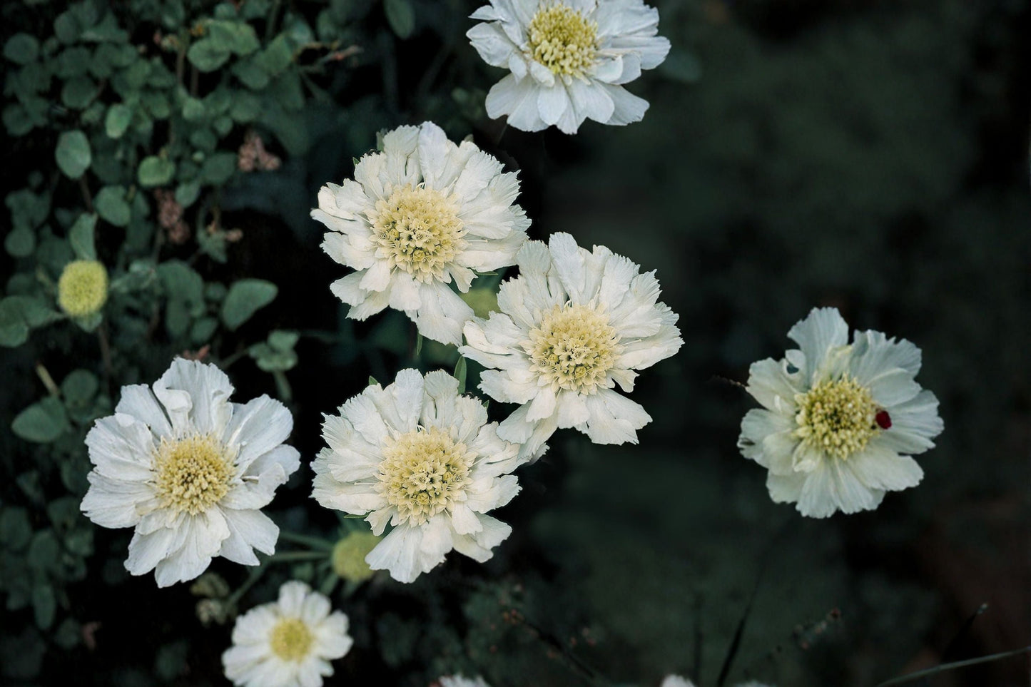 Scabiosa ‘Fama White’ – White Pincushion Flower Perennial for Cut Flowers & Wedding Gardens