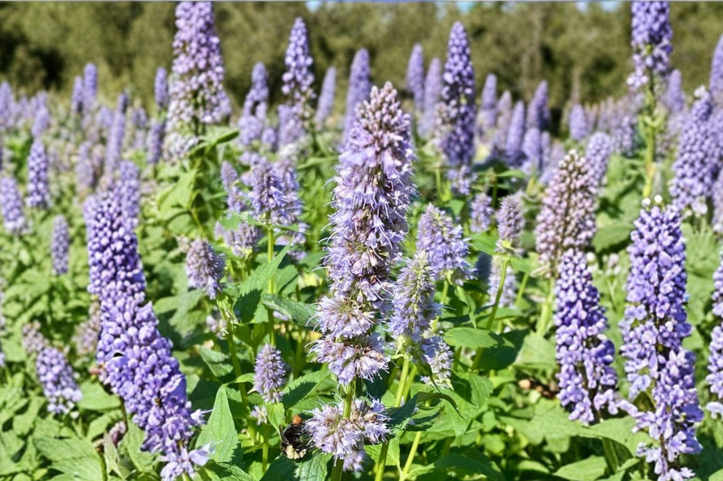 Agastache ‘Astello Indigo’ – Drought Tolerant Hummingbird Mint Perennial with Indigo-Blue Flowers