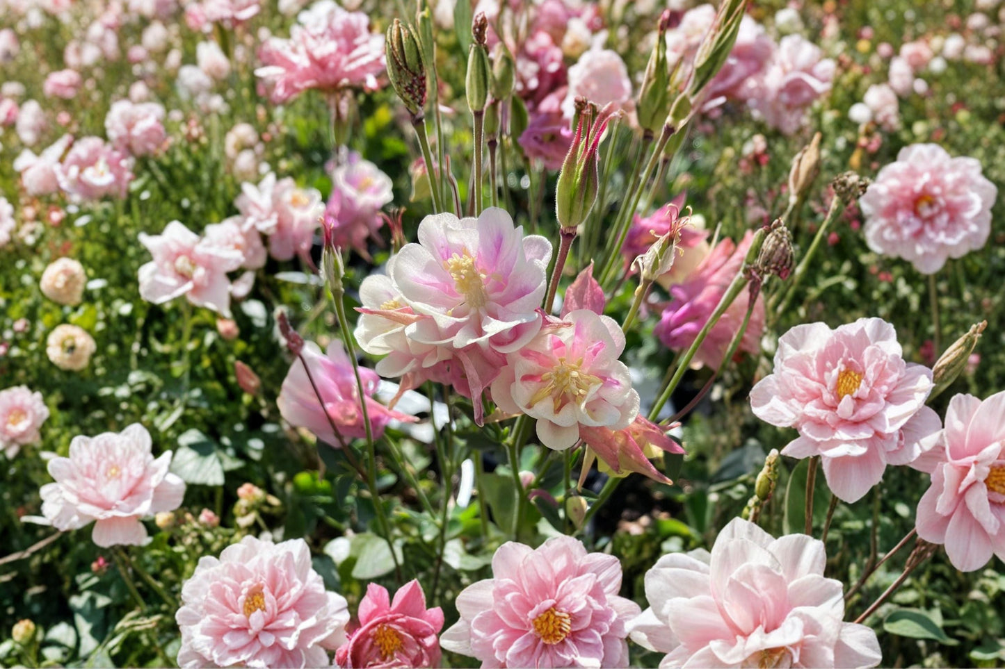 Aquilegia ‘Winky Double Rose-White’ Double Columbine Plant – Pink & White Perennial in 4” Pot