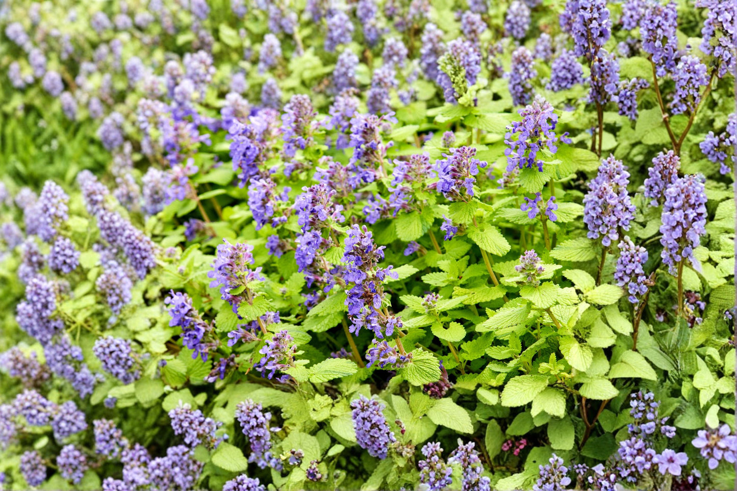 Nepeta ‘Little Titch’ Dwarf Catmint – Blue Blooming Perennial, Deer Resistant, Drought Tolerant
