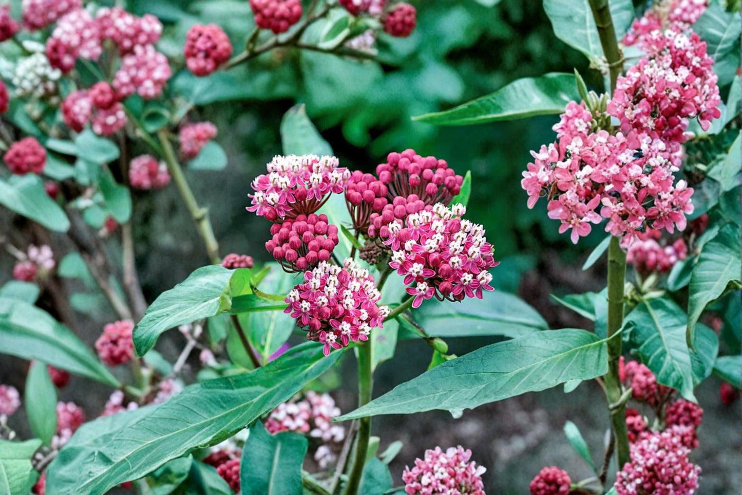 Asclepias Cinderella Swamp Milkweed - Fragrant Pink Perennial & Monarch Butterfly Host Plant