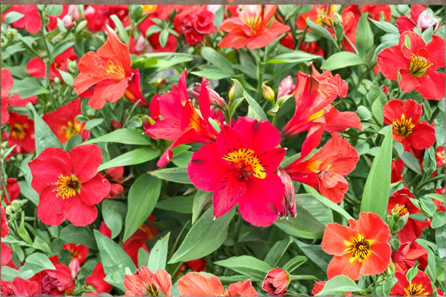 Alstroemeria ‘Summer Heat’ – Tall Peruvian Lily with Red Yellow Long Blooming Flowers – 1 Gallon Live Plant
