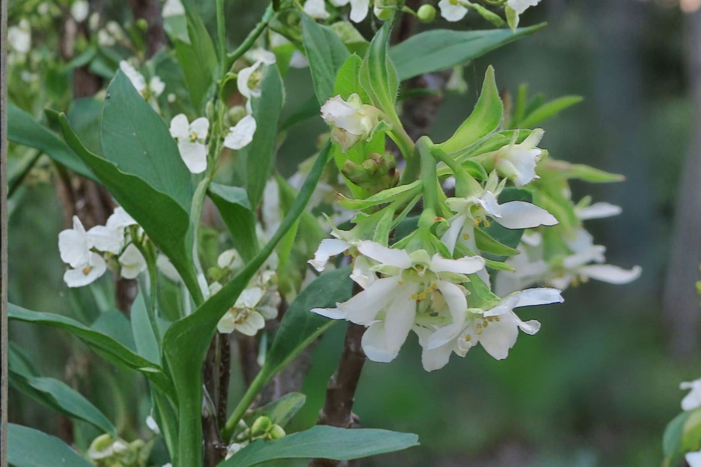 Oemleria cerasiformis Indian Plum - Early Blooming Native Shrub with Edible Fruit - 1 Gallon Pot