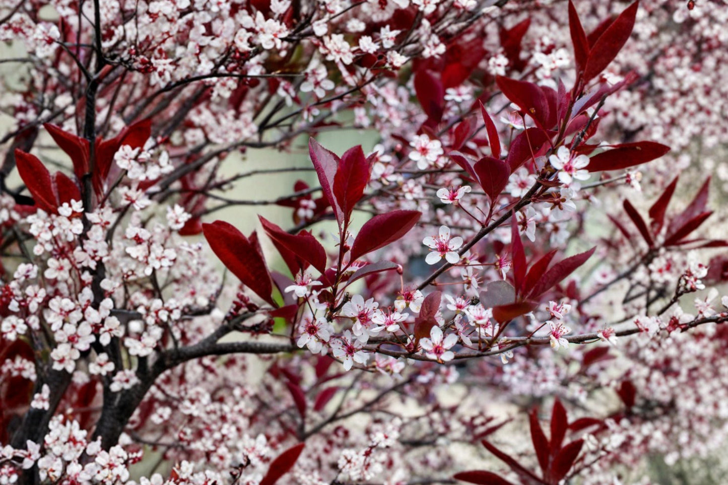 Prunus × cistena Purple Leaf Sand Cherry - Burgundy Foliage Shrub with Edible Fruit & Spring Blooms
