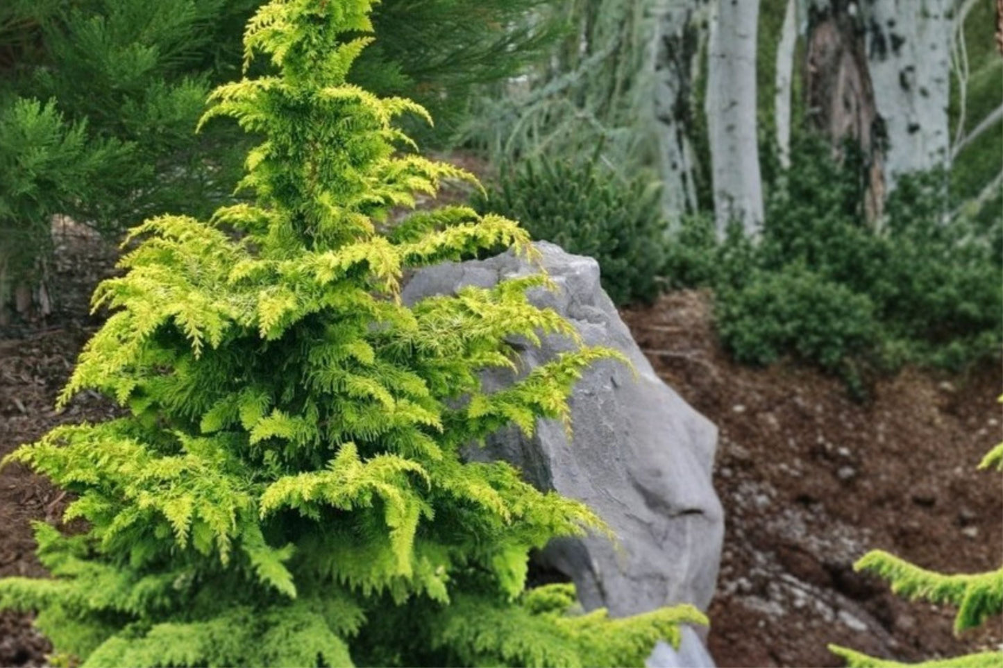 Chamaecyparis obtusa ‘Crippsii’ Golden Hinoki Cypress – Evergreen Conifer with Yellow Foliage in 4” Pot