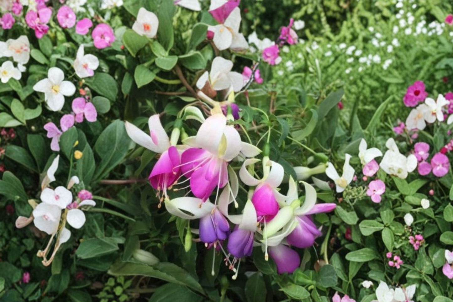 Fuchsia ‘Checkerboard’ Hardy Perennial Plant with Red & White Flowers – Attracts Hummingbirds – 1 Gallon