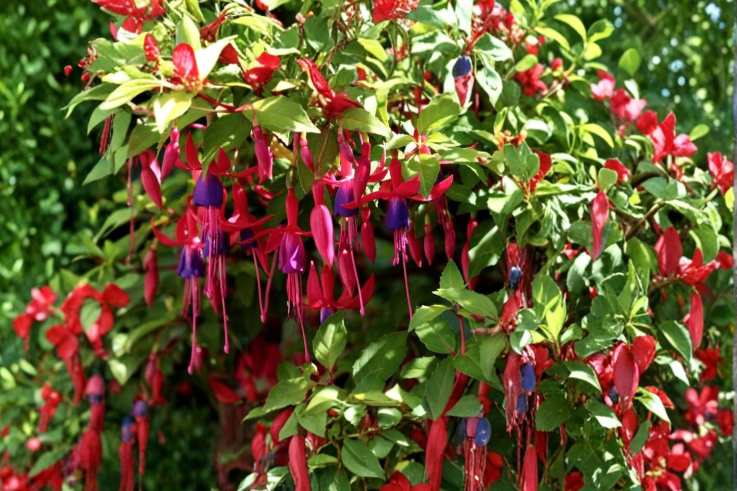Fuchsia ‘Whiteknight’s Amethyst’ – Hardy Perennial with Color-Shifting Purple & Pink Flowers – Attracts Hummingbirds – 1 Gallon Plant