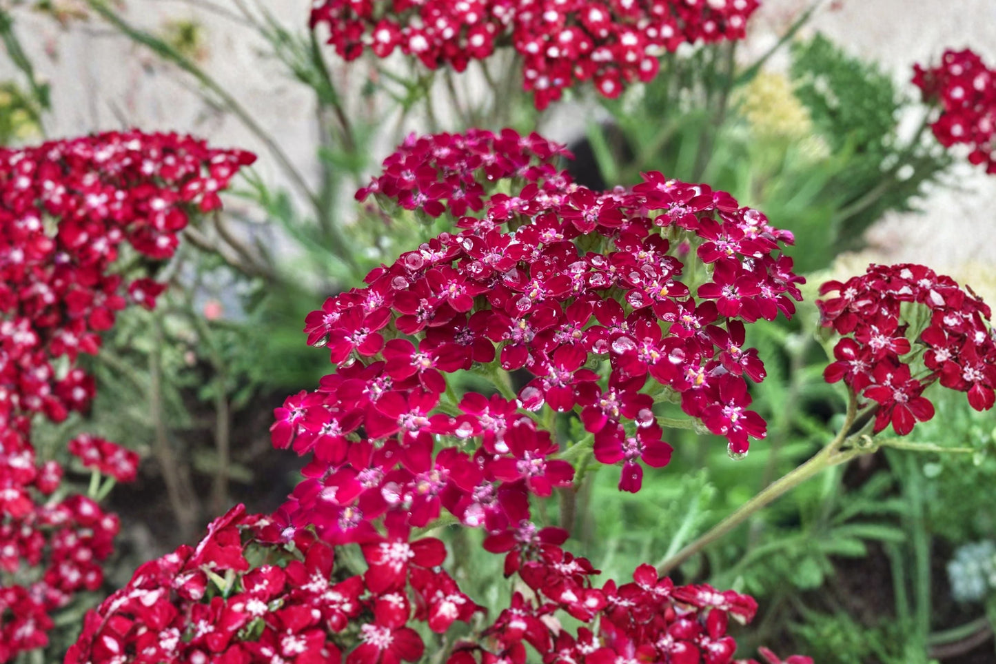 Achillea ‘Summerwine’ Yarrow – Burgundy Pink Perennial, Drought Tolerant Pollinator Plant in 3.5” Pot