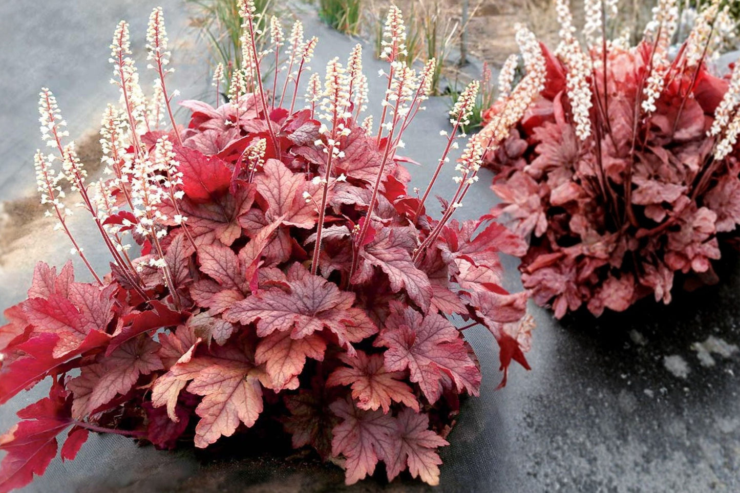 Heucherella ‘Peach Tea’ Plug – Shade Perennial with Peachy-Red Color Changing Foliage