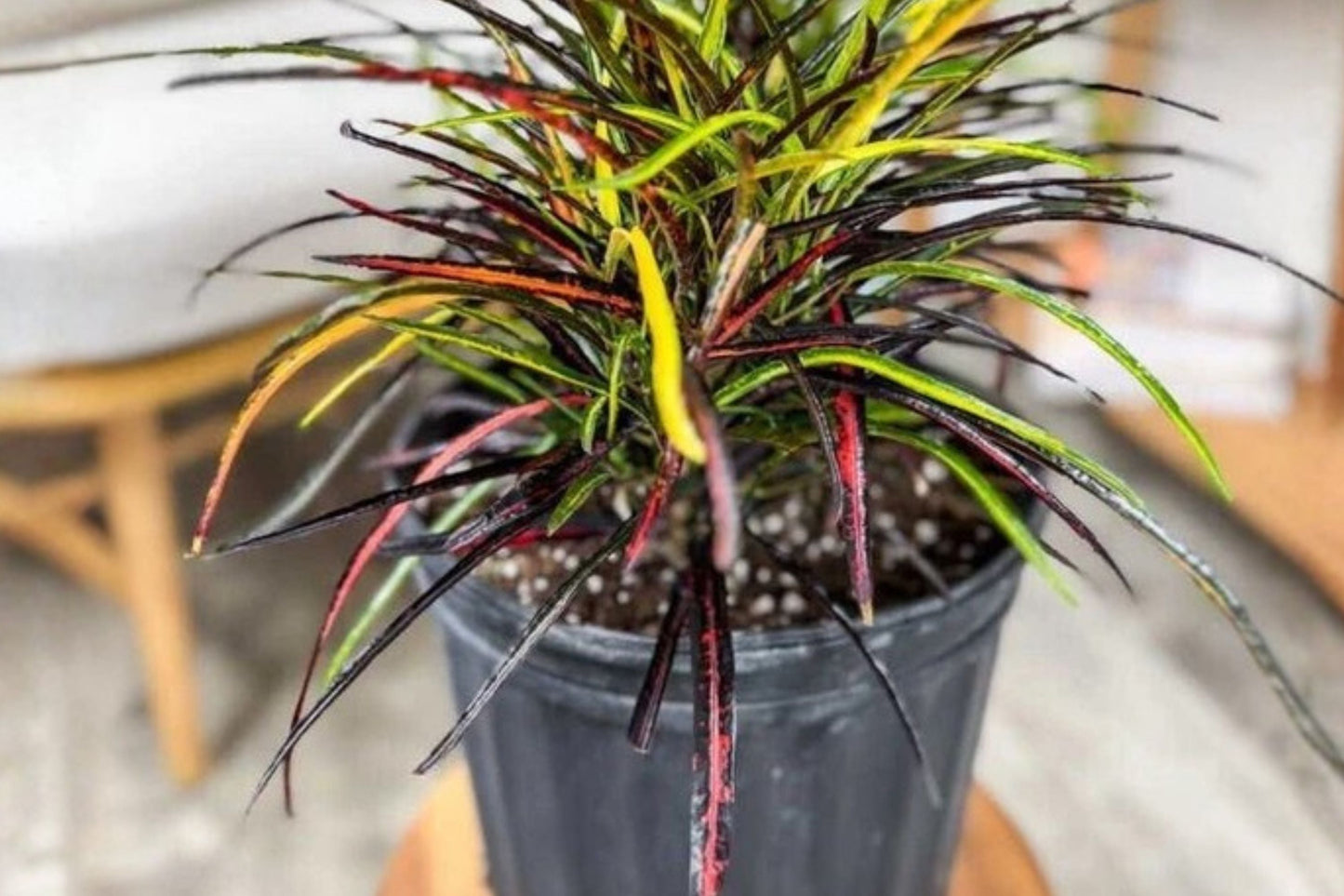Croton Zanzibar Plant Pack of 2 – Vibrant Tropical Indoor Houseplants with Multicolor Ribbon-Like Leaves