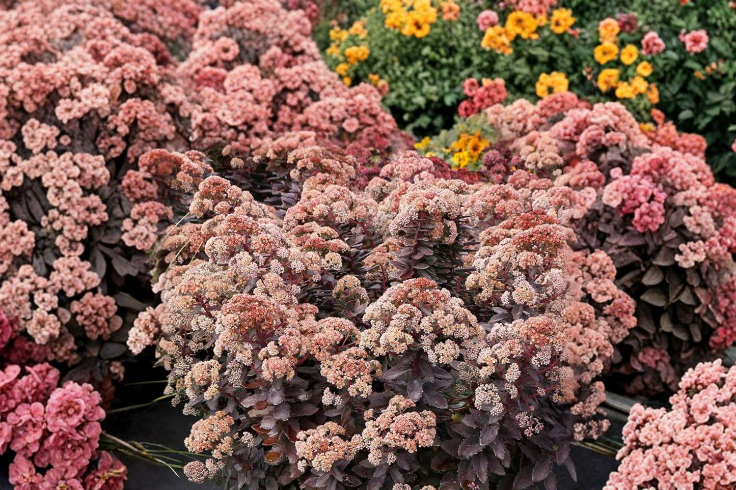 Sedum ‘Mocha Magic’ Plug – Tall Upright Stonecrop with Chocolate Foliage & Fall Blooms