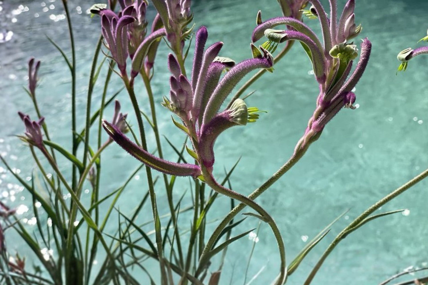 Anigozanthos ‘Carnivale’ Plug - Drought Tolerant Kangaroo Paw with Exotic Purple Flowers