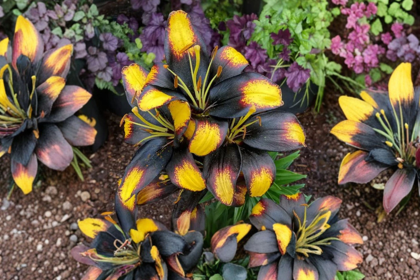 Lilium ‘Tiny Massive’ Dwarf Asiatic Lily Bulb – Yellow & Burgundy Compact Perennial for Containers