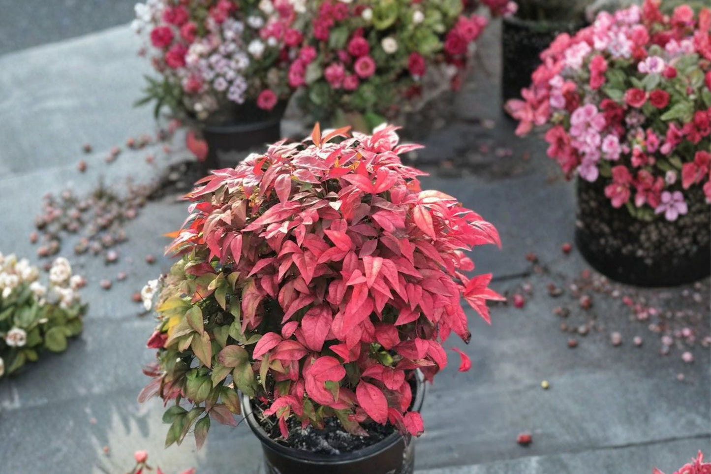 Nandina ‘Blush Pink’ Dwarf Heavenly Bamboo – Compact Evergreen Shrub with Red Foliage – 1 Gallon Plant