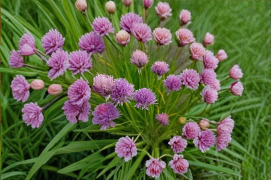 Chives Seeds (Allium schoenoprasum) – Perennial Culinary Herb with Edible Flowers & Pollinator Benefits