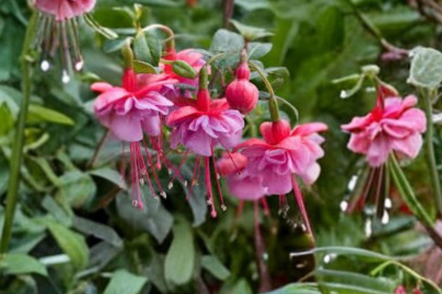 Fuchsia ‘Shelford’ Hardy Shade Flowering Shrub with Pink & White Blooms - 1 Gallon Live Plant