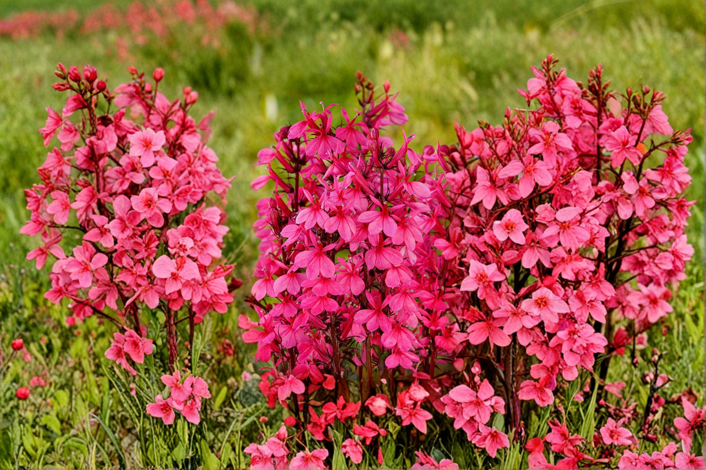Lobelia ‘Starship Rose’ – Compact Cardinal Flower with Rose-Pink Spikes, Hummingbird Attractor, Long Blooming Perennial in 4” Pot