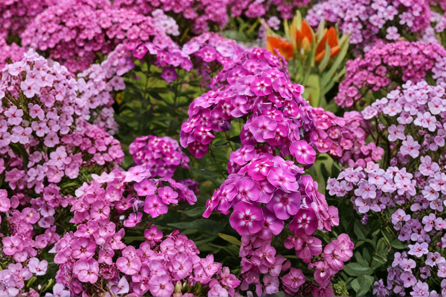 Phlox ‘Laura’ – Tall Garden Phlox with Fragrant Purple Flowers, Pollinator Perennial in 1 Gallon Pot