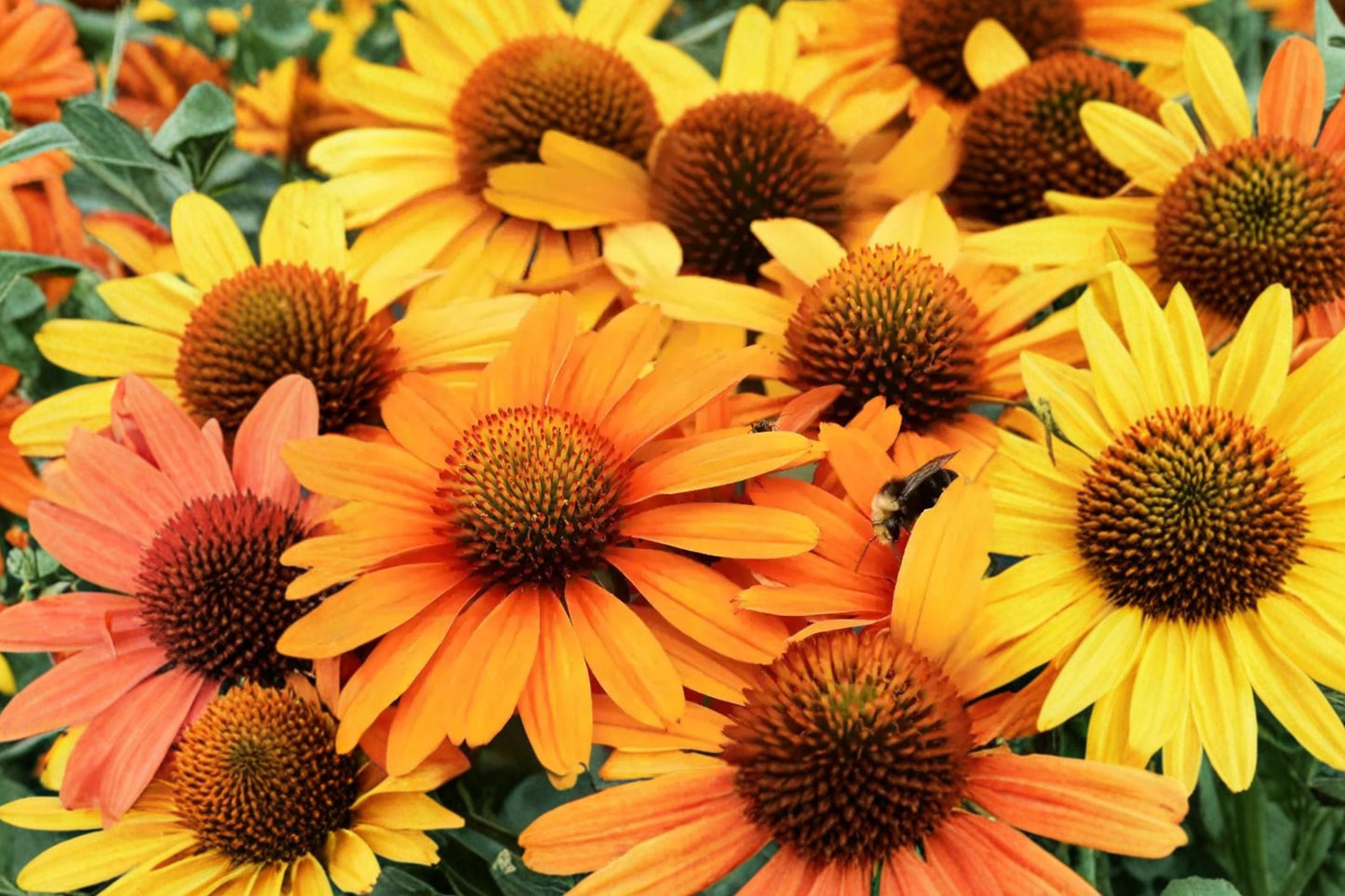 Echinacea PRIMA Saffron Yellow Coneflower Plant | Compact, Drought Tolerant Perennial for Pollinator Gardens