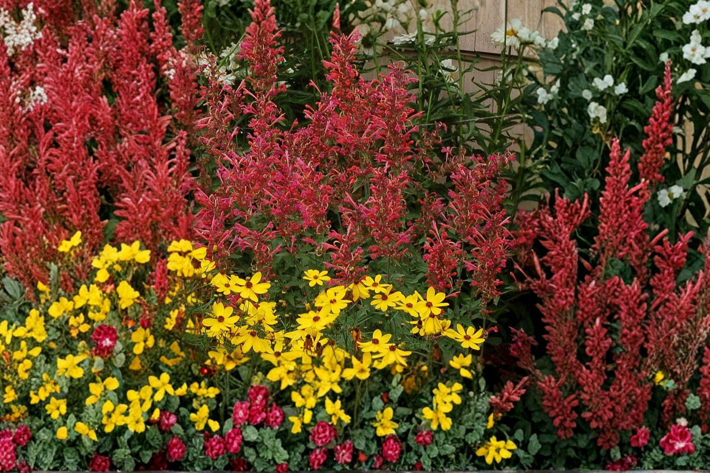 Agastache ‘Kudos Coral’ Hummingbird Mint Plant | Coral Hyssop Perennial | Drought Tolerant & Pollinator Friendly