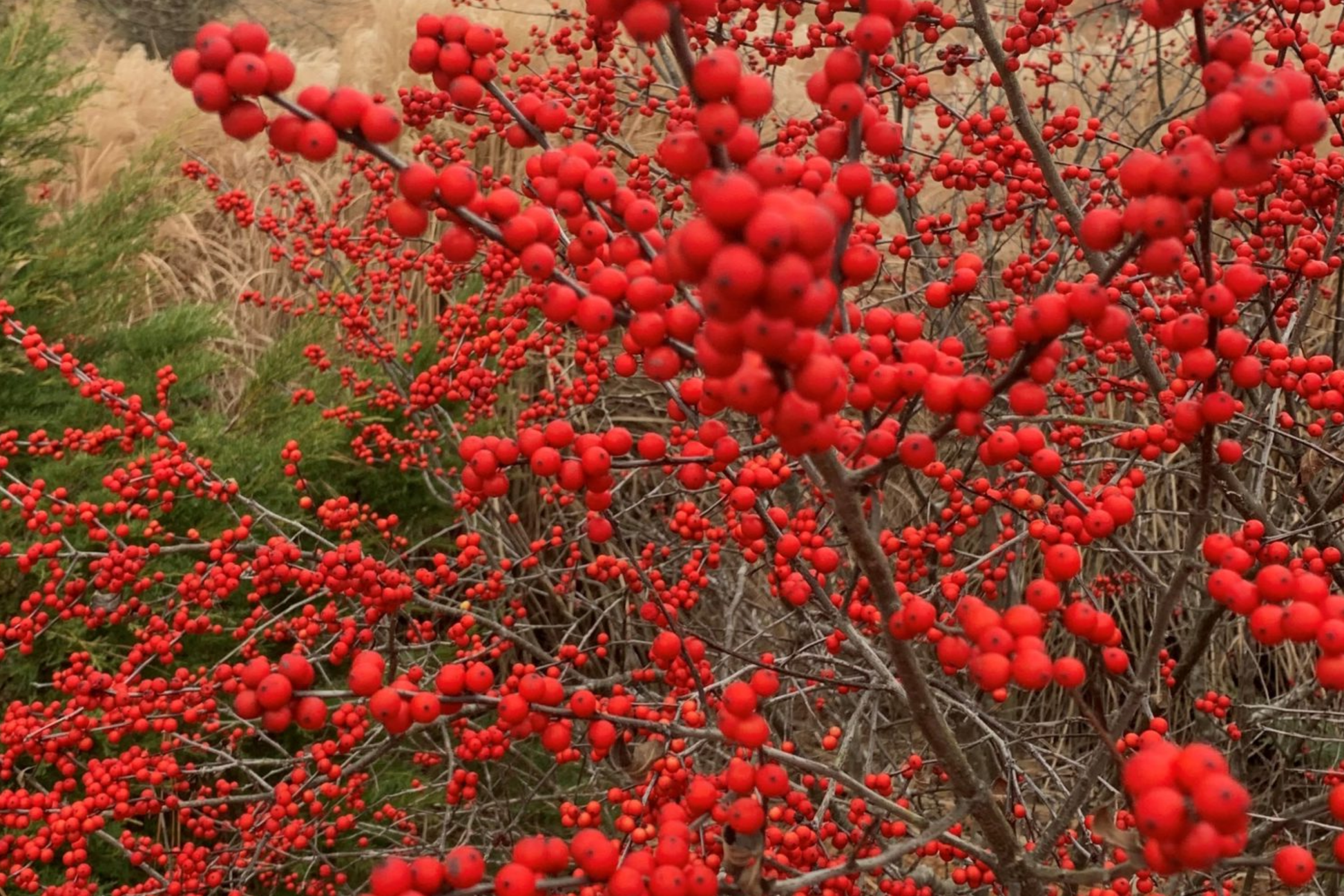 Winterberry Holly Seeds - Ilex Verticillata, Deciduous Shrub with Red Berries, Hardy Berry Plant for Wildlife & Winter Color