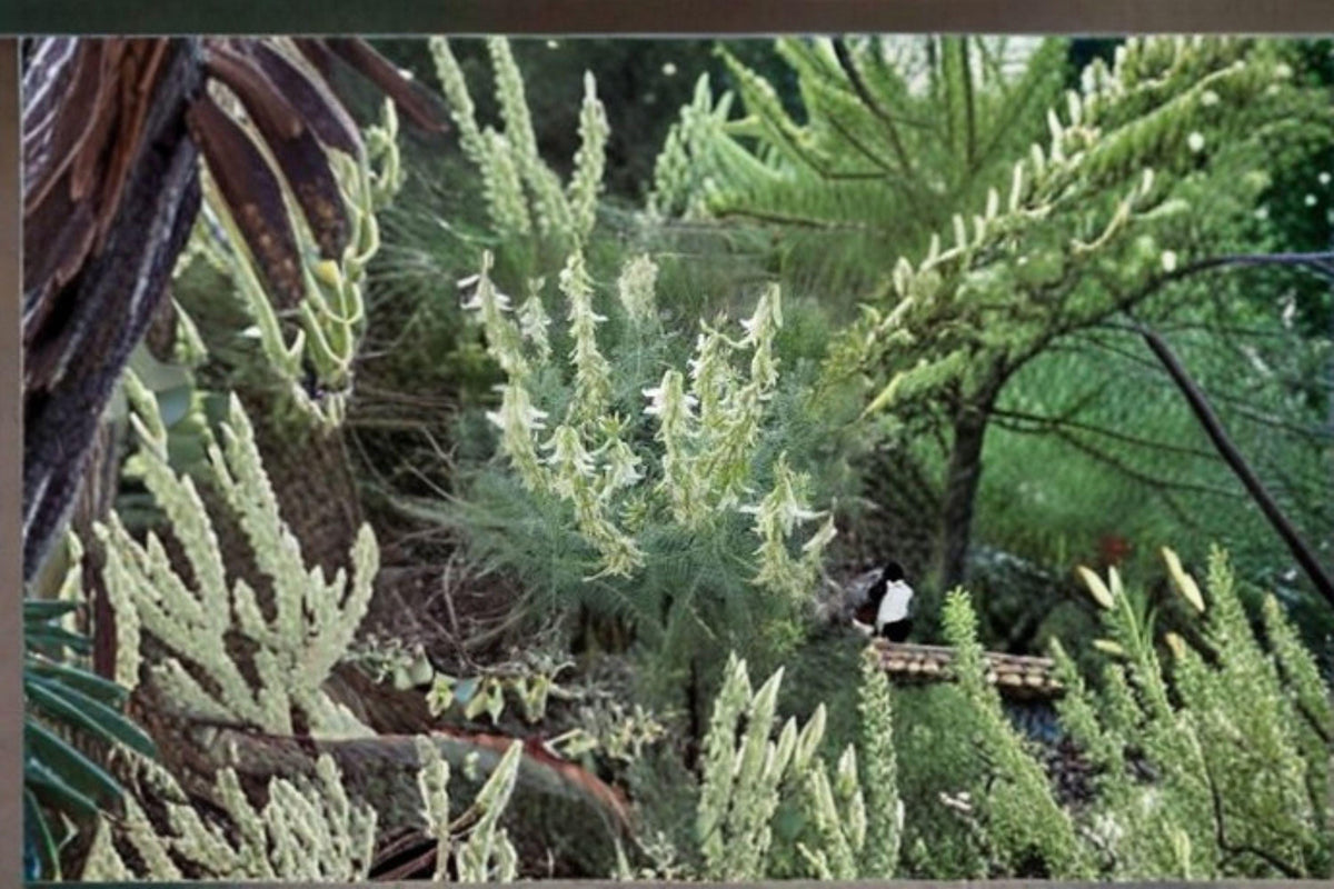 Woolly Milkvetch Seeds - 30 Count - Native Prairie Perennial - Nitrogen-Fixing Legume - Astragalus drummondii