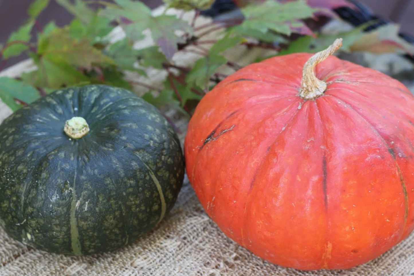 Kabocha Squash Seeds 15pcs Heirloom Japanese Pumpkin Variety Cucurbita maxima Sweet Nutty Flavor