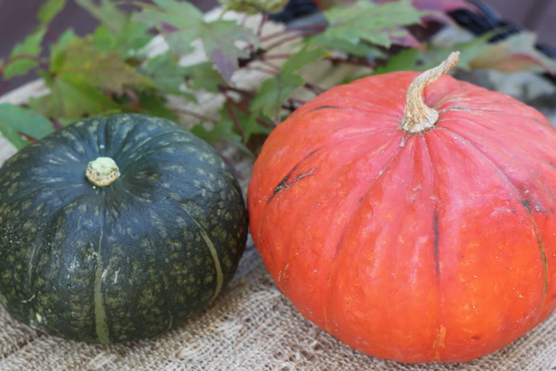 Kabocha Squash Seeds 15pcs Heirloom Japanese Pumpkin Variety Cucurbita maxima Sweet Nutty Flavor