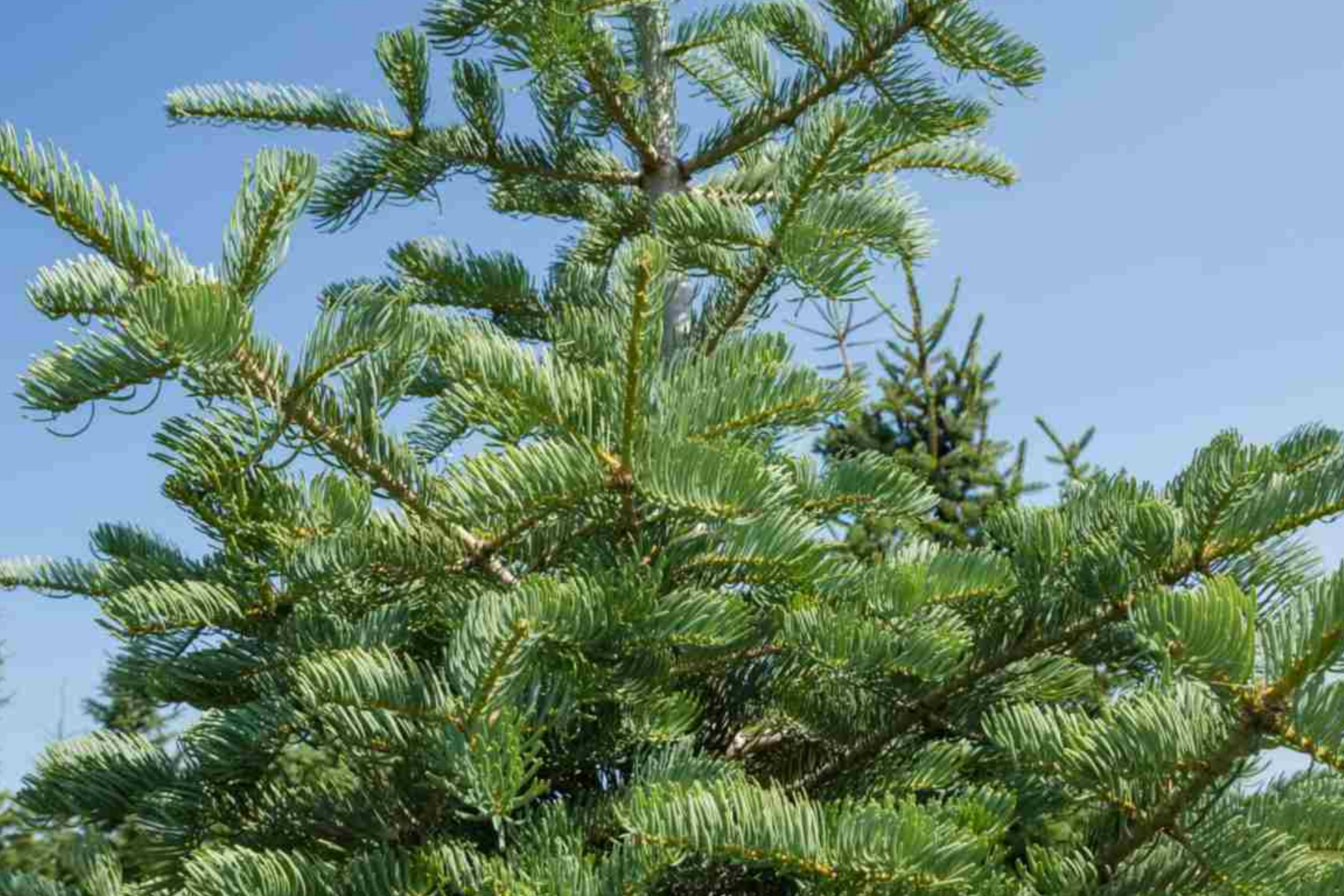 Balsam Fir Seeds 250mg | Abies balsamea | Evergreen Conifer, Fragrant Needles, Hardy Tree for Landscaping & Wildlife