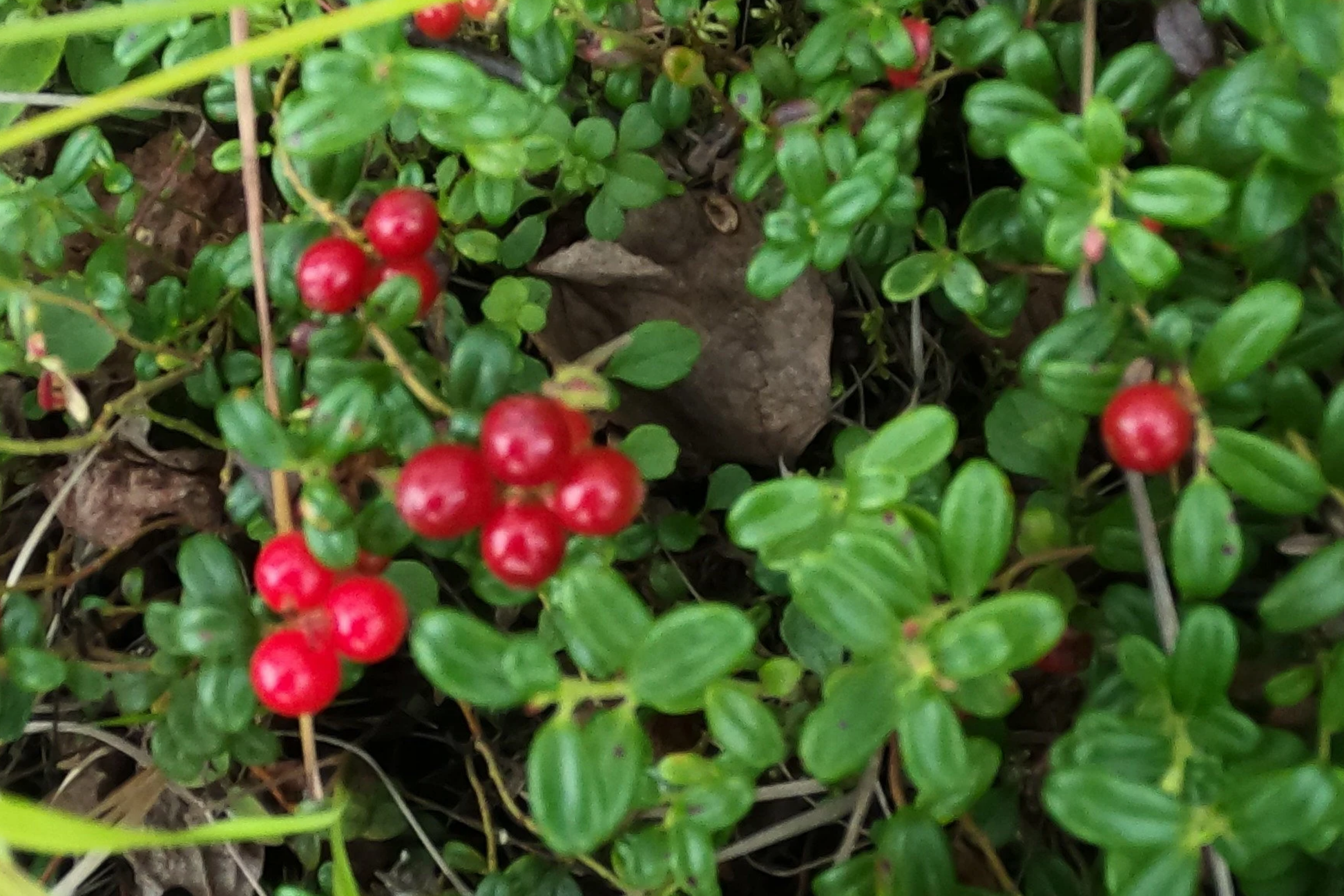 Live Lingonberry Plants, Vaccinium vitis-idaea, Bare Root Rhizomes, Edible Ground Cover, Hardy Perennials