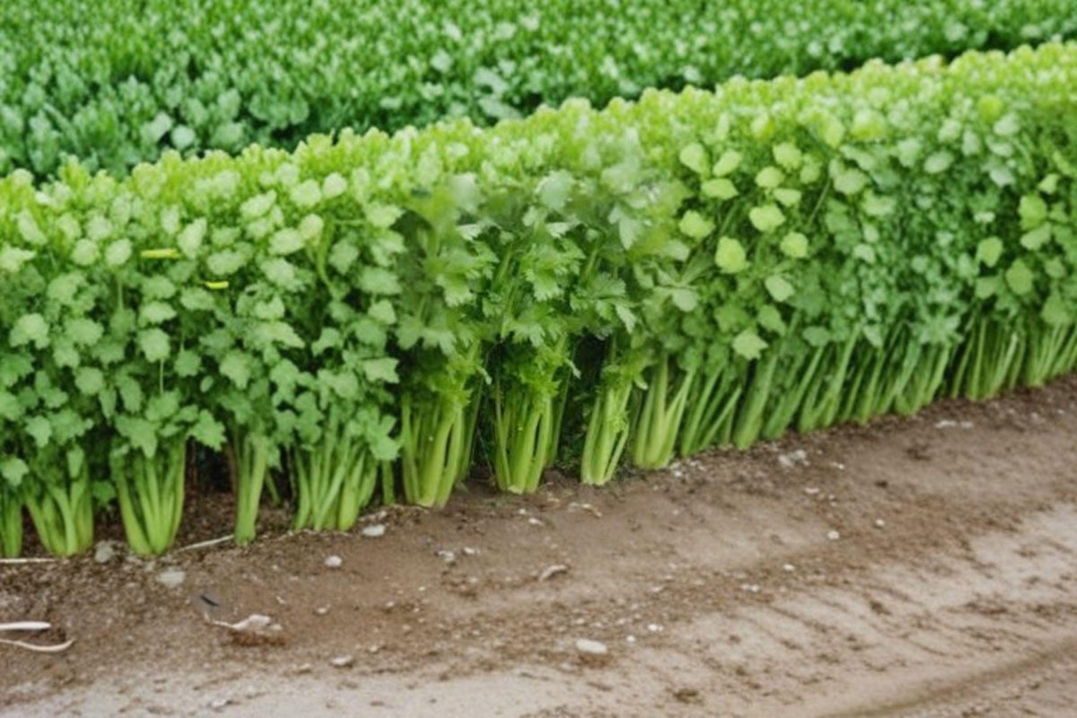 Celery Seeds - 2500 Heirloom Tall Utah 52/70 - Crisp Thick Stalks - Apium graveolens - Perfect for Home & Market Gardens