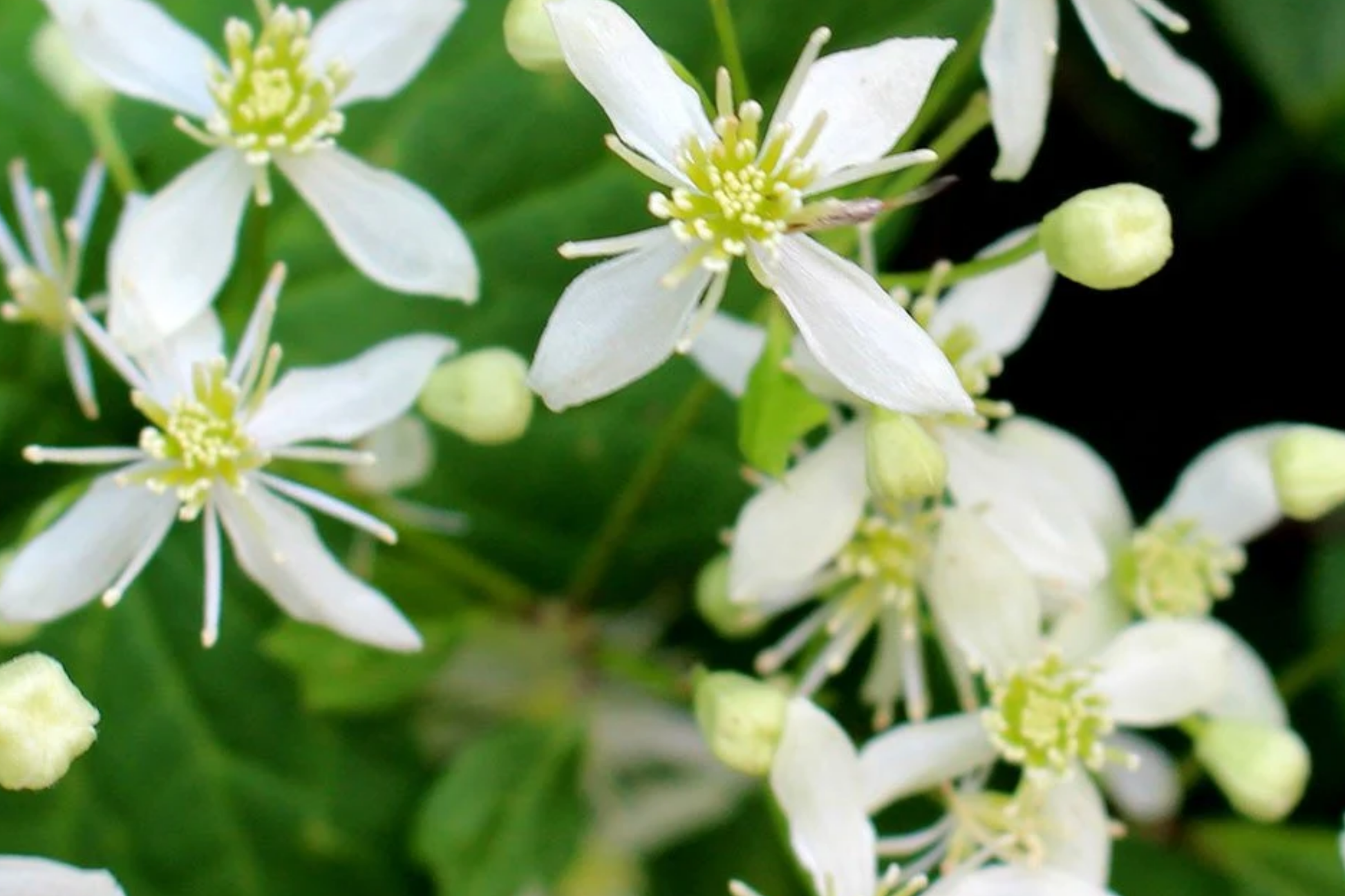 100mg Clematis virginiana Seeds - Fragrant Climbing Flowering Vine for Gardens, Trellises & Fences