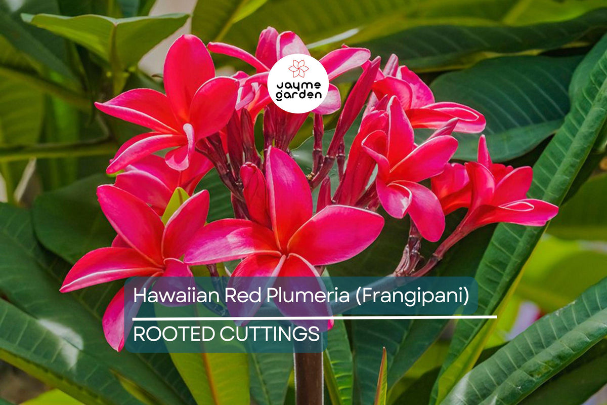Hawaiian Red Plumeria Plant 8" Rooted Frangipani with Leaves - Plumeria rubra 'Mavina' - Fragrant Tropical Flower Starter