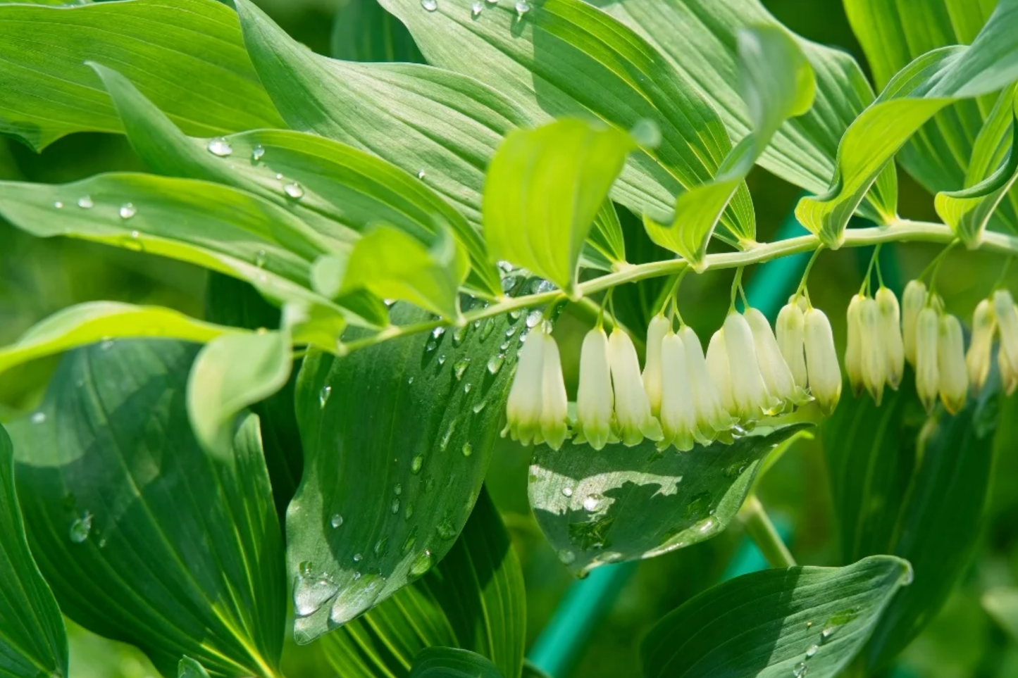 True Solomon's Seal Plants | Bare Root Perennials | Polygonatum biflorum | Shade-Loving Wildflowers for Woodland Gardens