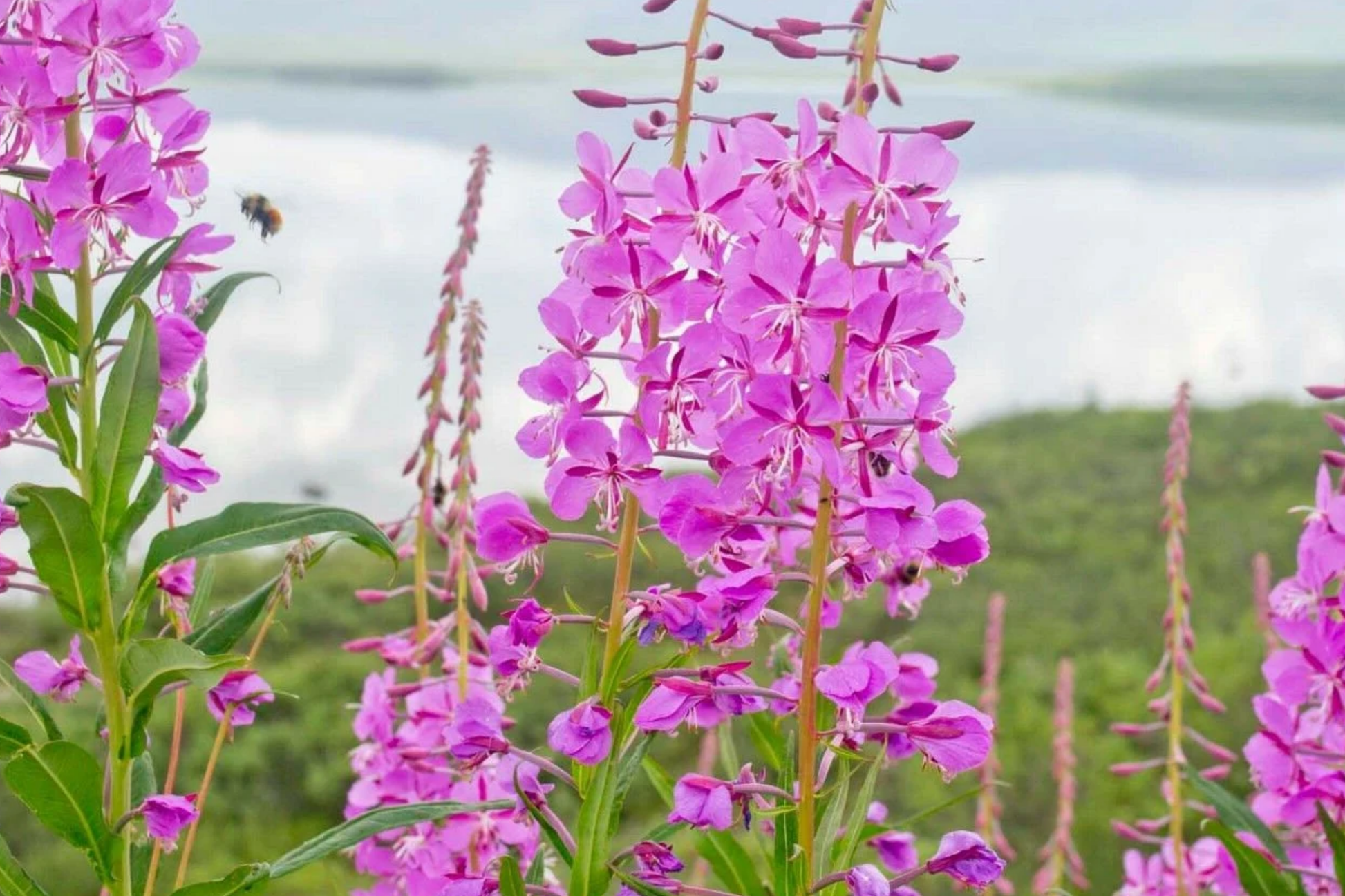 Fireweed Seeds 30mg | Vibrant Pink-Purple Wildflower | Chamaenerion angustifolium for Gardens & Meadows